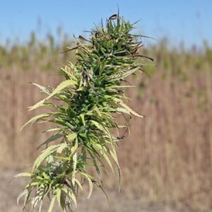 tibbi kenevirin kullanilacagi 15 hastalik belli oldu ngjZbTis