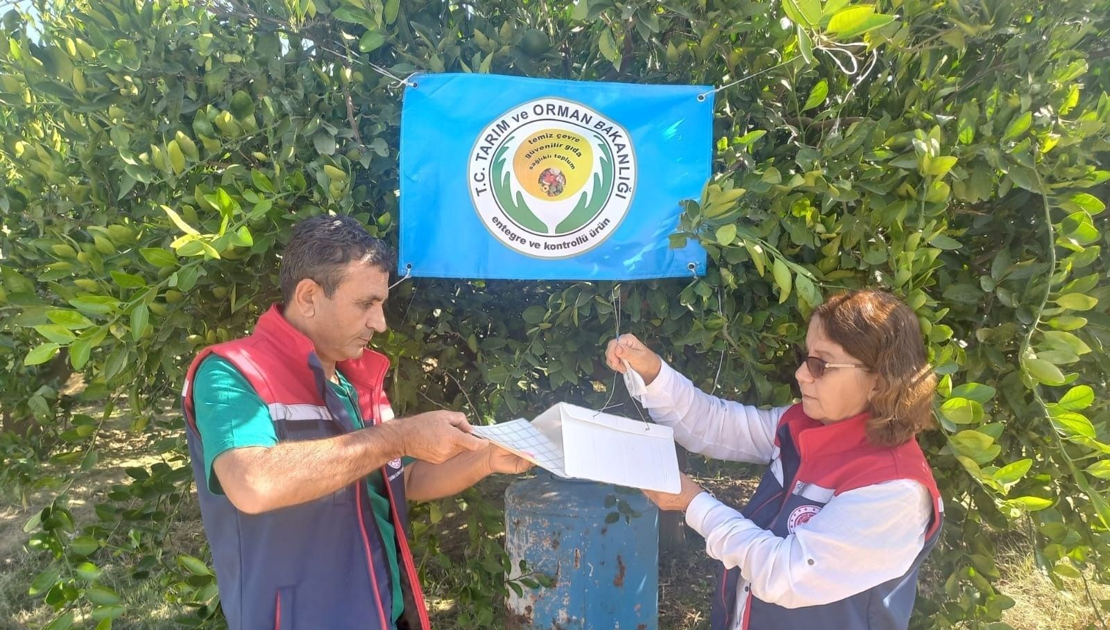 aydinda akdeniz meyve sinegi ile mucadele P3warUQz