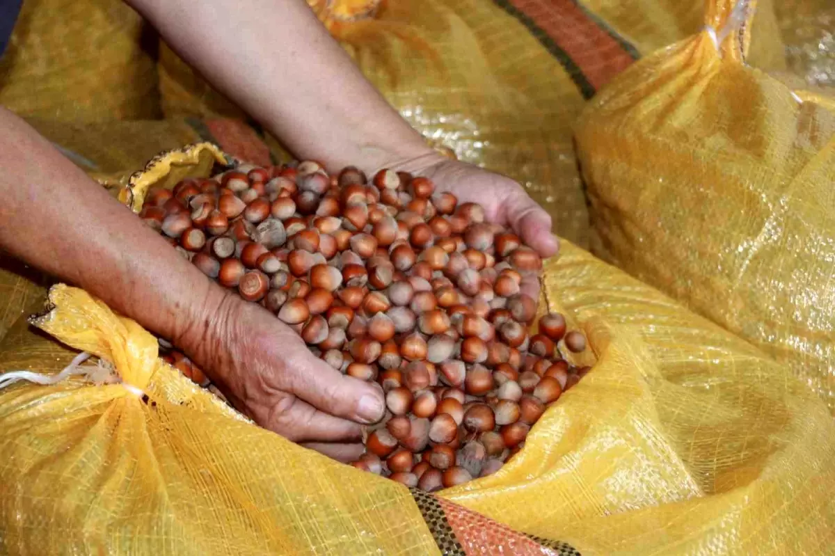 orduda findik ureticileri fiyat artisini bekliyor japaqMYk