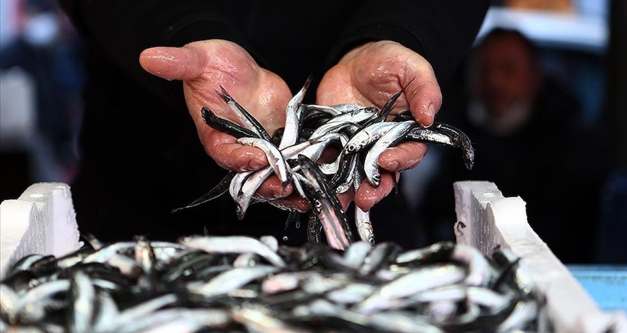 sofralara bir daha hamsi gelmeyebilir CwjOFMVB