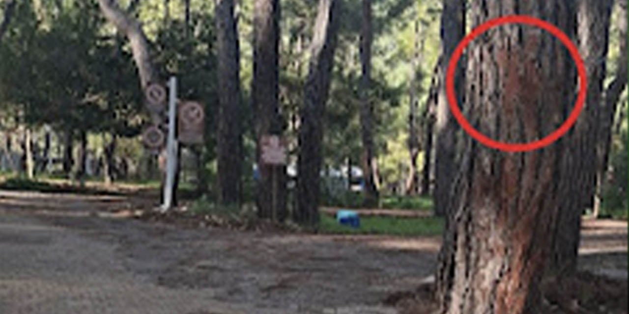 Orman Kampı’nda ağaç katliamı alarmı: Kesim alanı ilan edildi, onlarca sağlıklı ağaç işaretlendi
