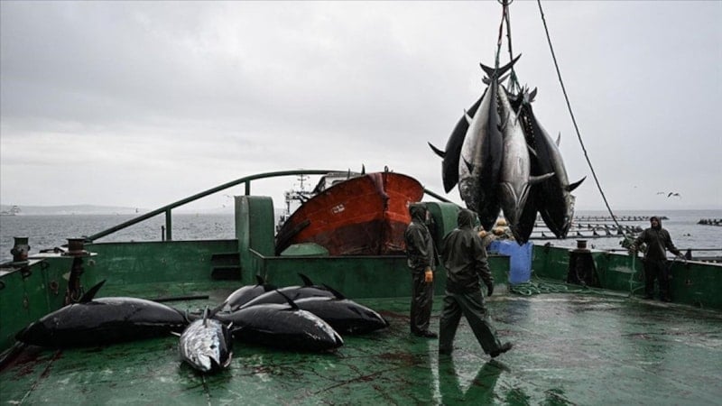 Orkinos Avcılığında Mevcut Uygulama 2026-2028 Döneminde De Sürecek