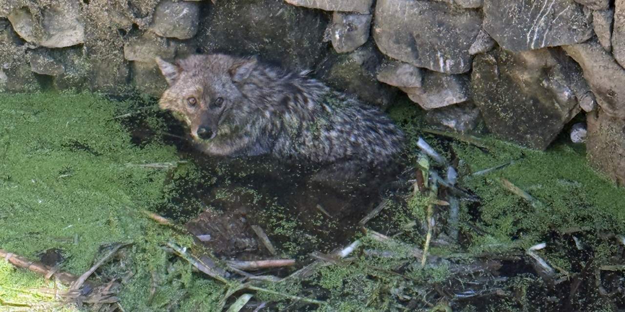 Balıkesir’de Kuyuya Düşen Tilki İtfaiye Ekiplerince Kurtarıldı