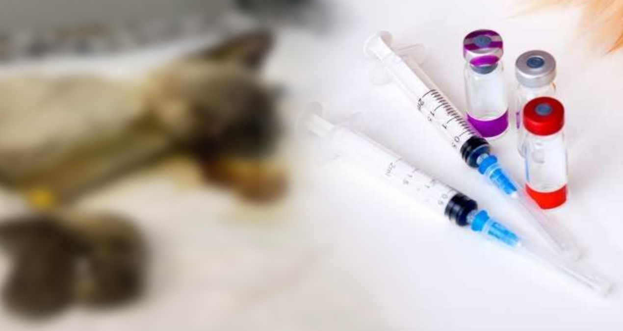 CİMER’den Aşı Ölümü Şikayetine Olumsuz Yanıt: Soruşturma Açılmadı