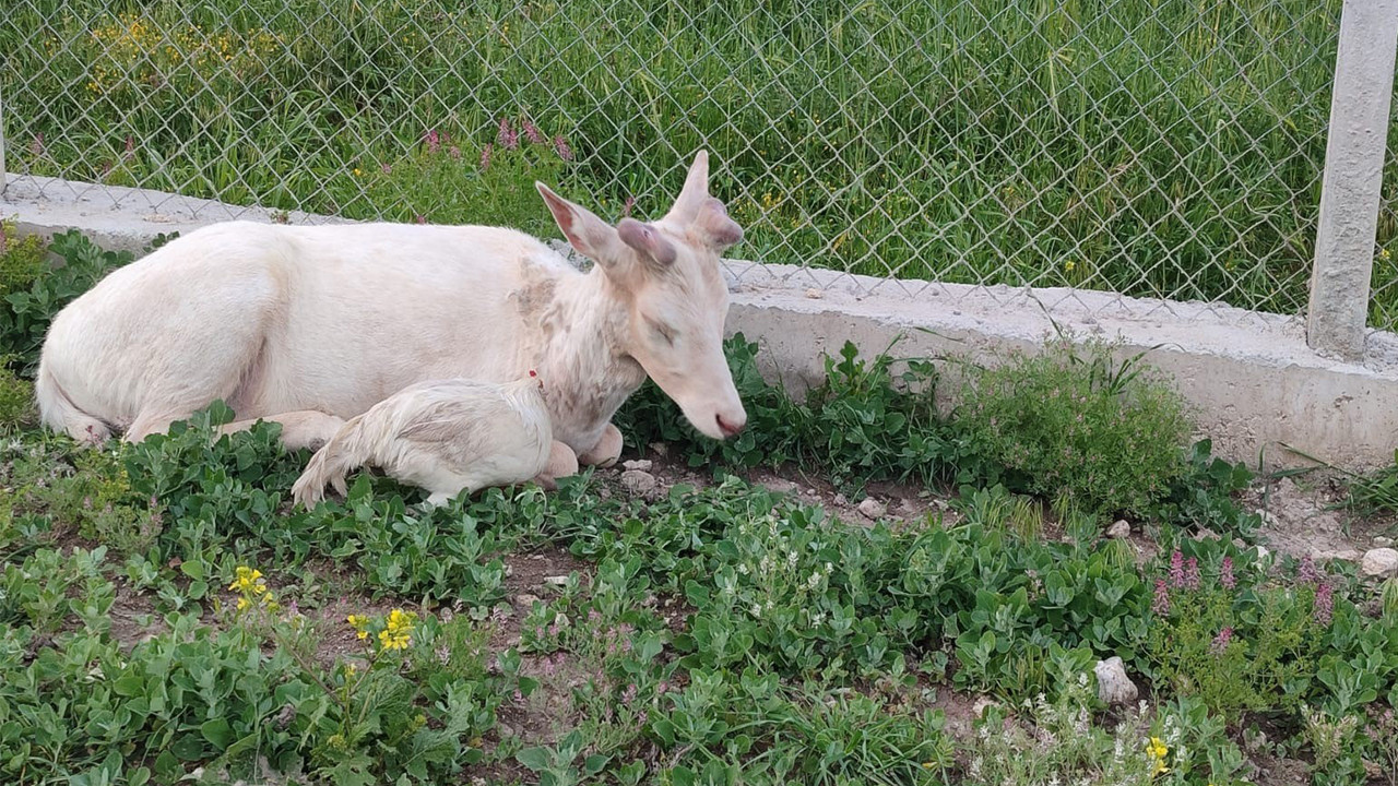 mahallenin-beyaz-misafiri-nadir-gorulen-alageyik-kendini-koyun-sandi-ntBllFu7